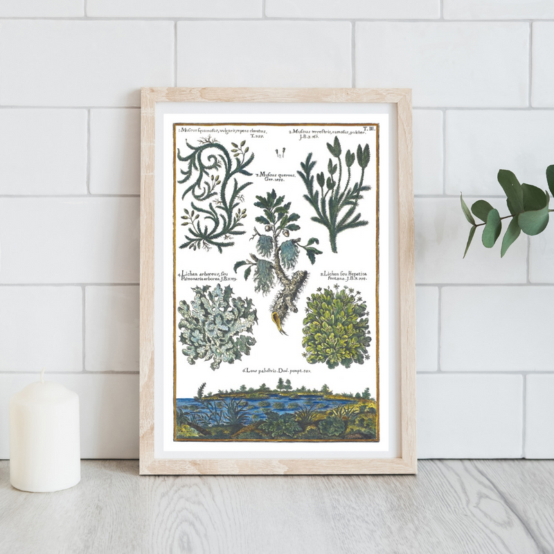 Moss and lichen poster