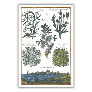 Moss and lichen poster