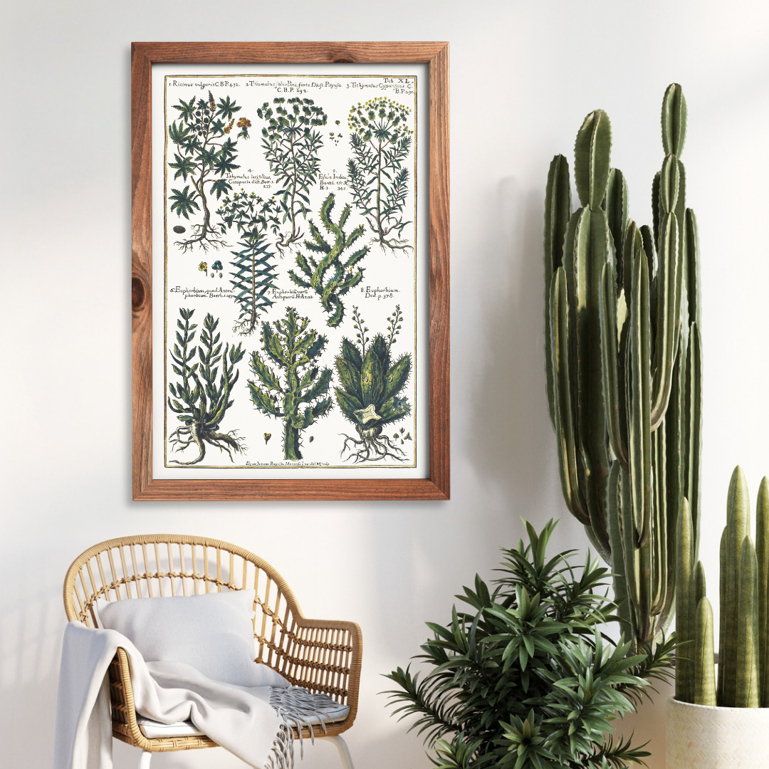 Castor bean and spurge poster