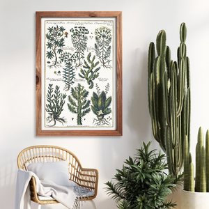 Castor bean and spurge poster