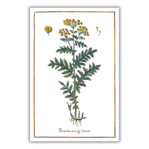 Tansy poster