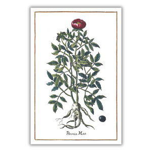 Peony poster