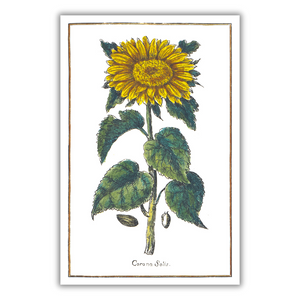 Sunflower poster