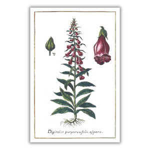 Foxglove poster