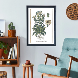 Black henbane poster