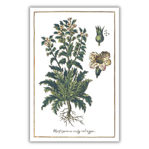 Black henbane poster