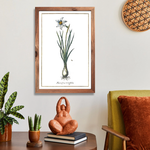 Narcissus angustifolia poster