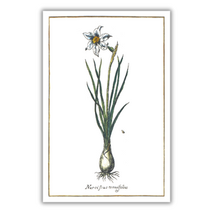 Narcissus angustifolia poster