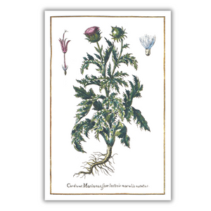 Milk thistle poster