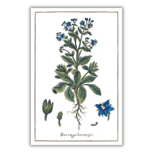 Borage poster