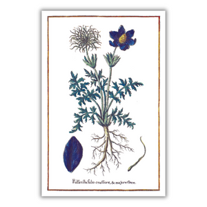 Pasque flower poster