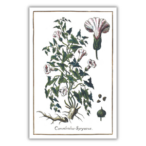 Bindweed poster