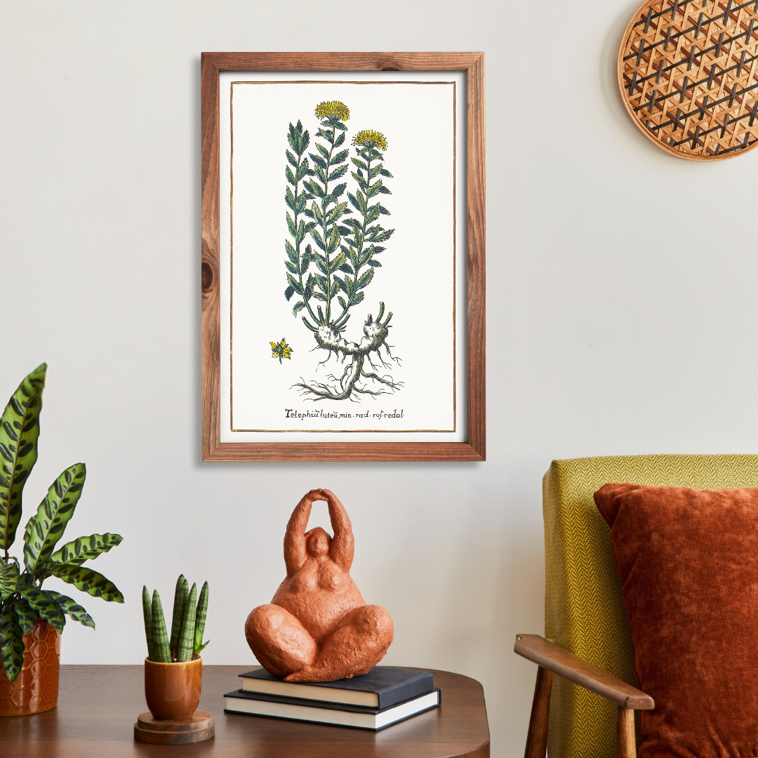 Rhodiola rosea poster