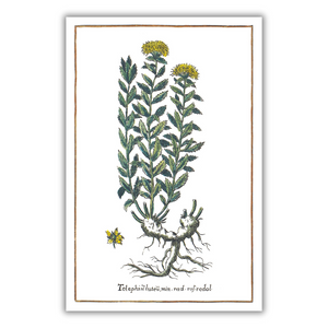 Rhodiola rosea poster