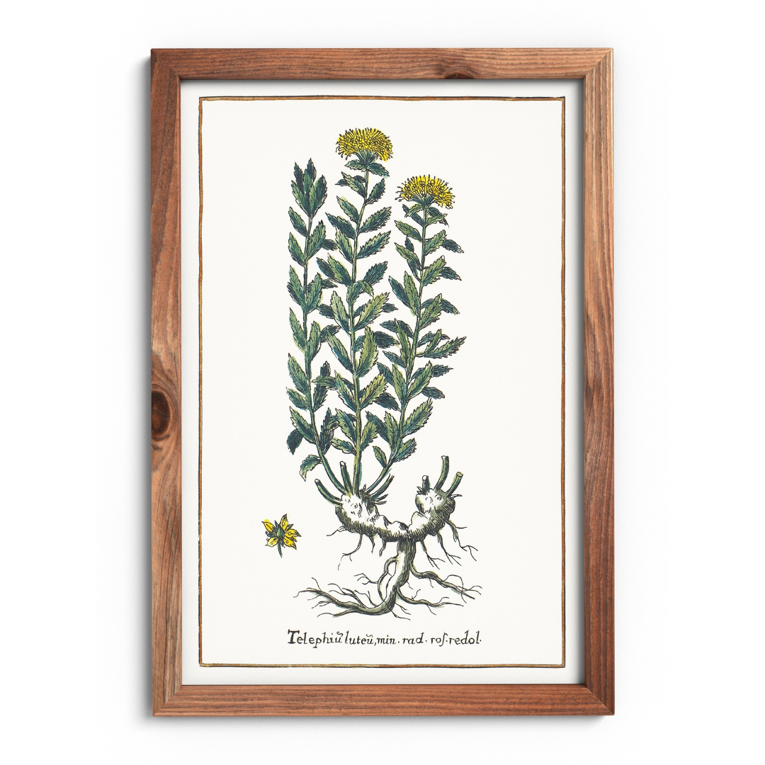 Rhodiola rosea poster