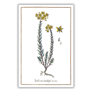 Yellow sedum poster