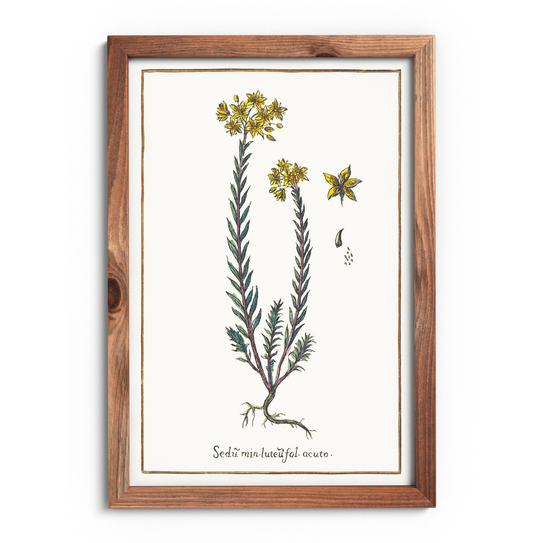 Yellow sedum poster