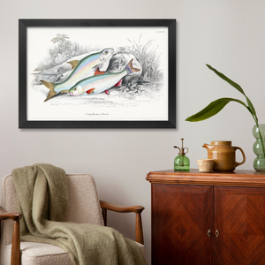 Bream and roach poster