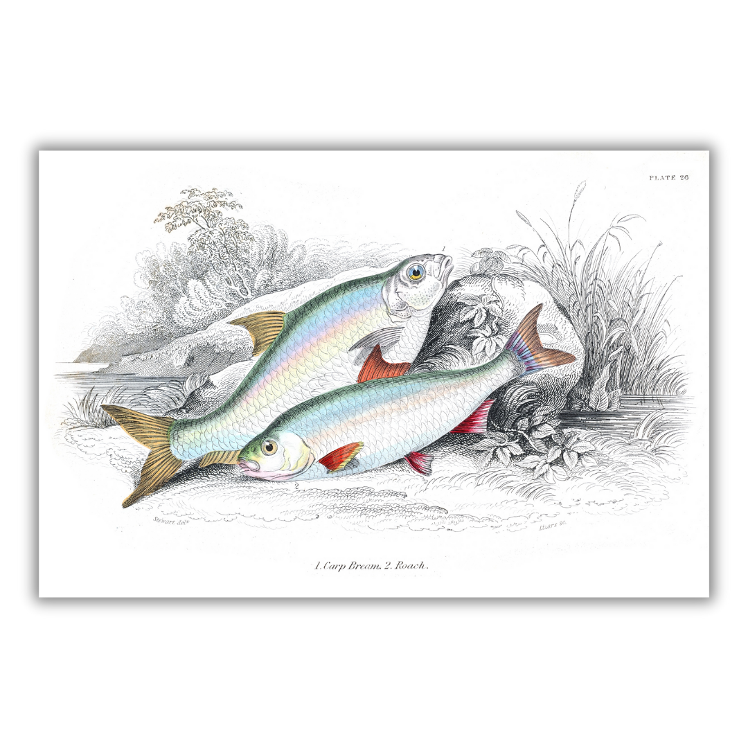 Bream and roach poster