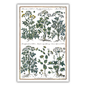 Hogweed and Chervil Poster