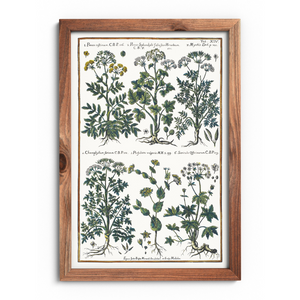 Hogweed and Chervil Poster