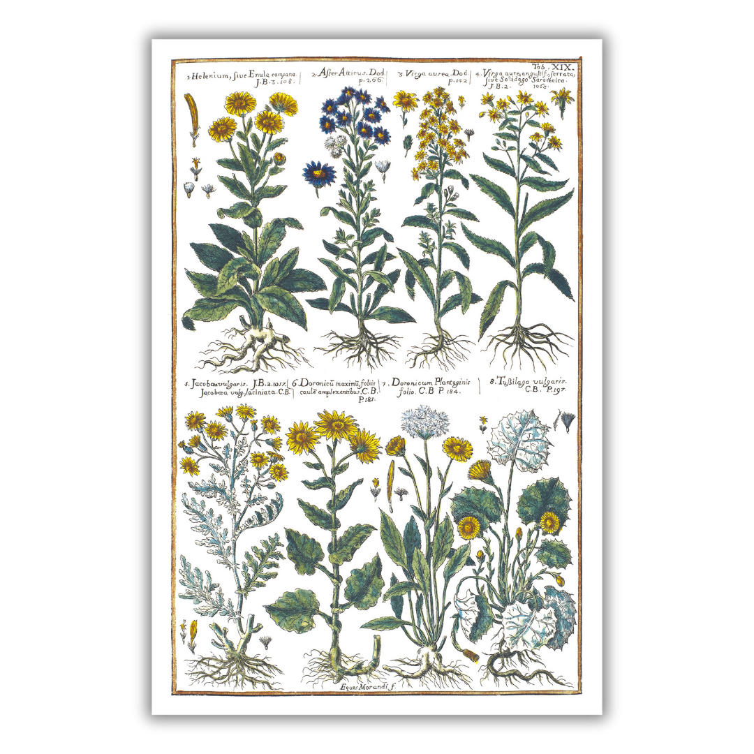 Goldenrod and coltsfoot poster