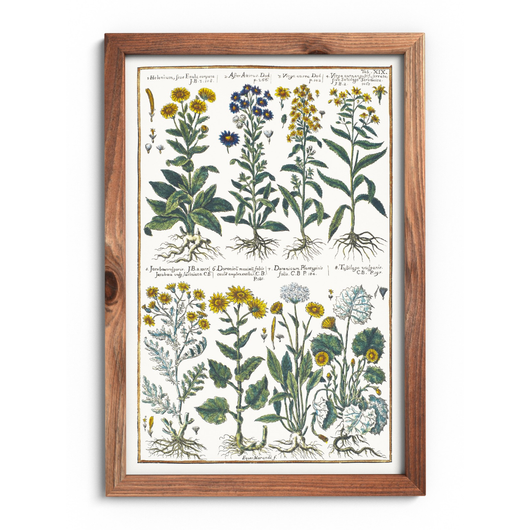 Goldenrod and coltsfoot poster