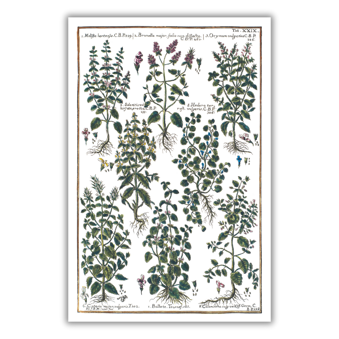 Basil and lemon balm poster