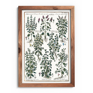 Basil and lemon balm poster