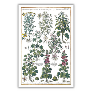 Datura and hollyhock poster