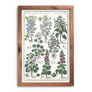 Datura and hollyhock poster