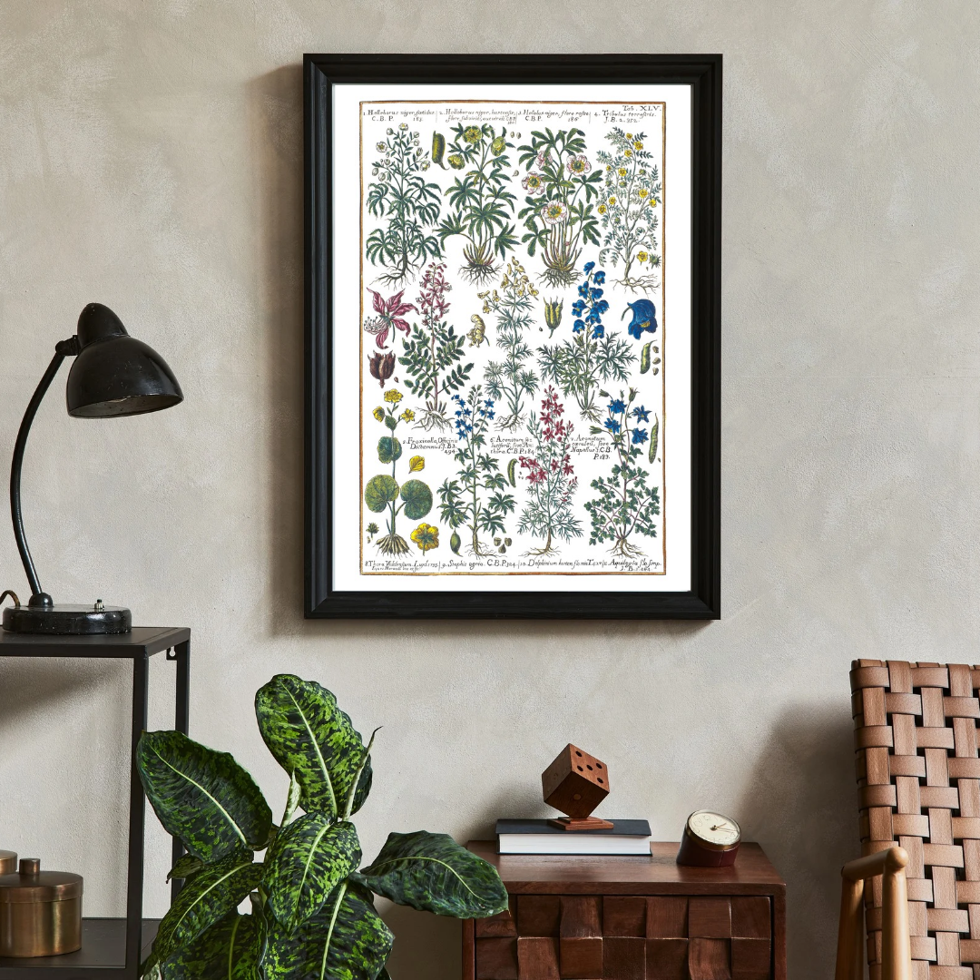 Hellebore and columbine poster