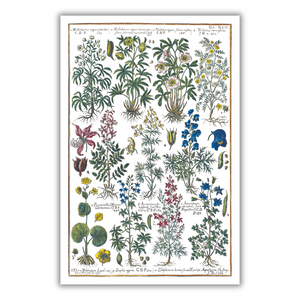 Hellebore and columbine poster