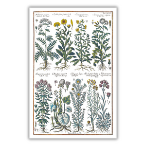 Yarrow and butterbur poster