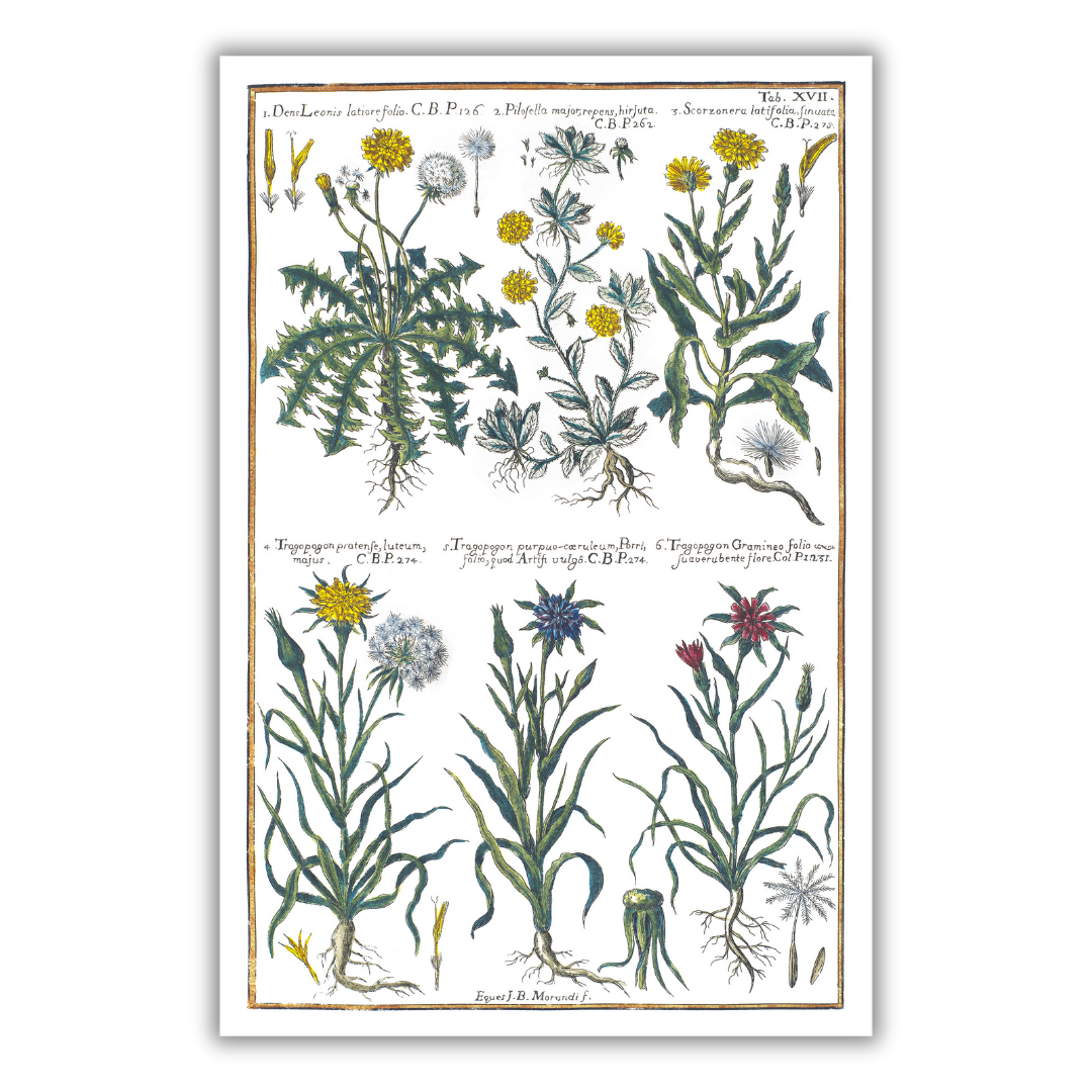 Poster of dandelions and mountain goats