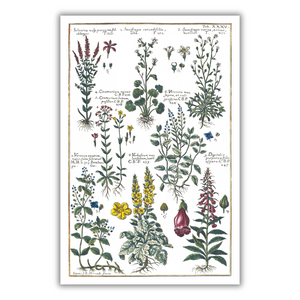 Foxglove and mullein poster