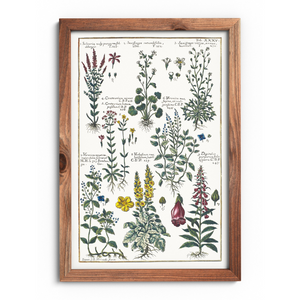 Foxglove and mullein poster