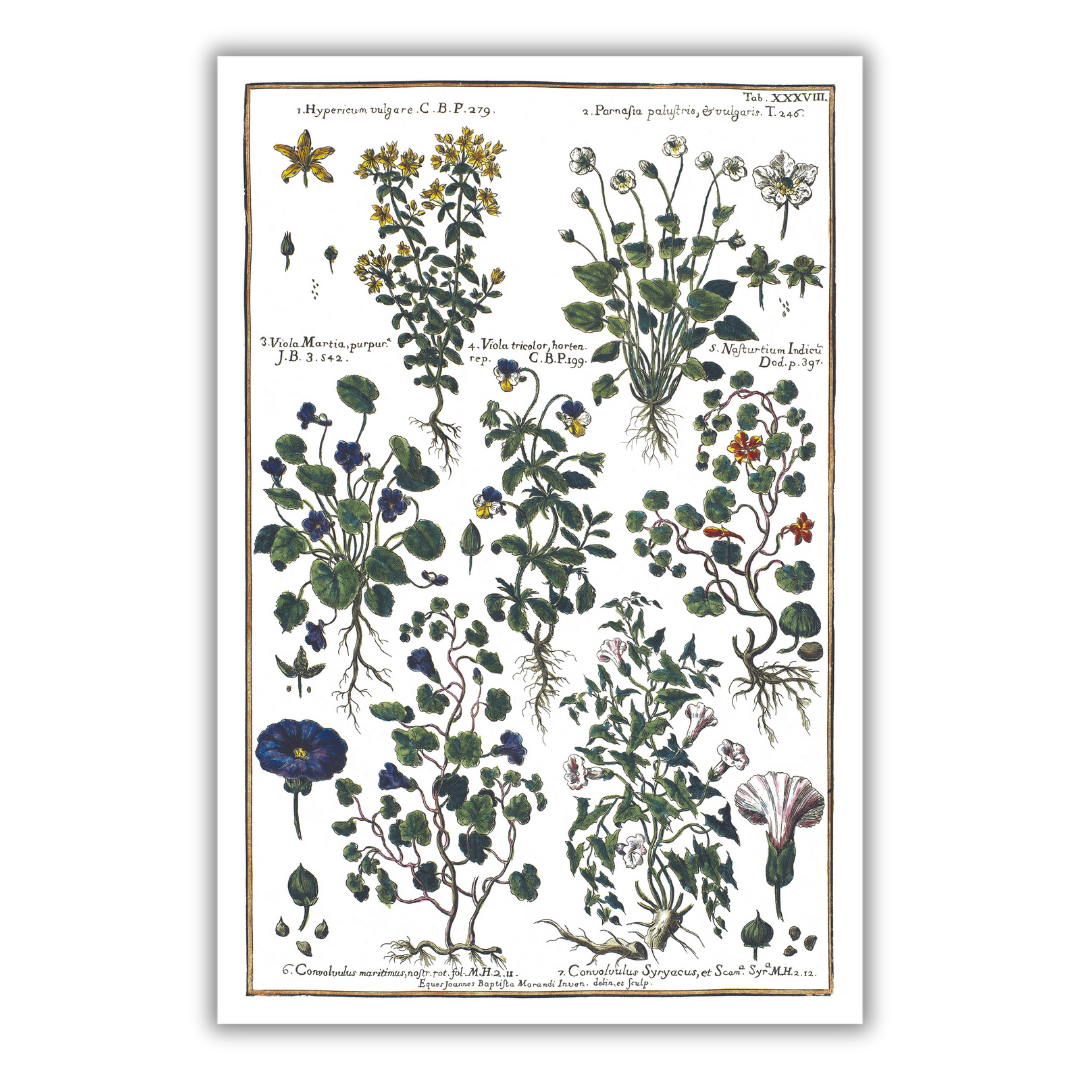 Nasturtium and St. John's wort poster