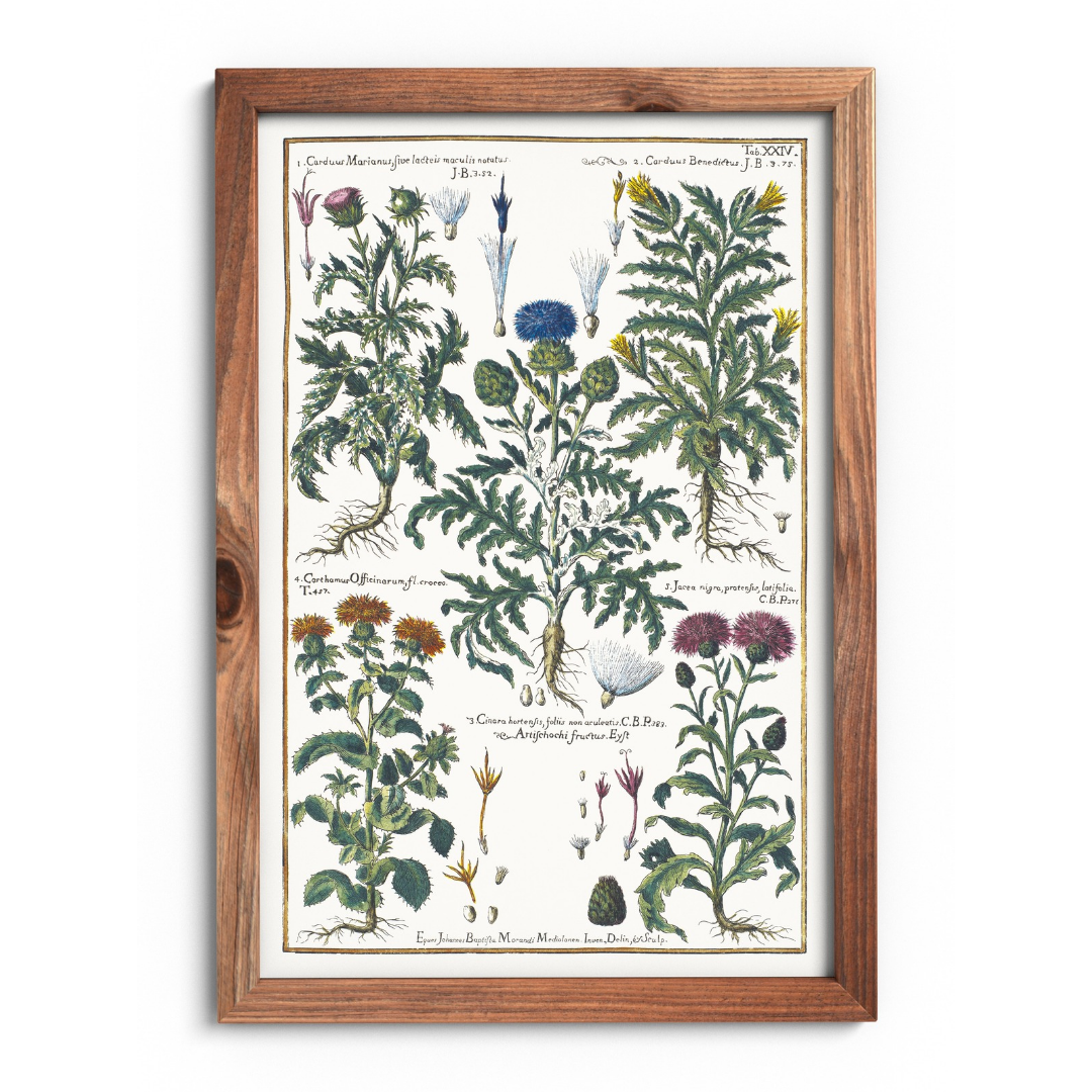 Milk thistle and artichoke poster