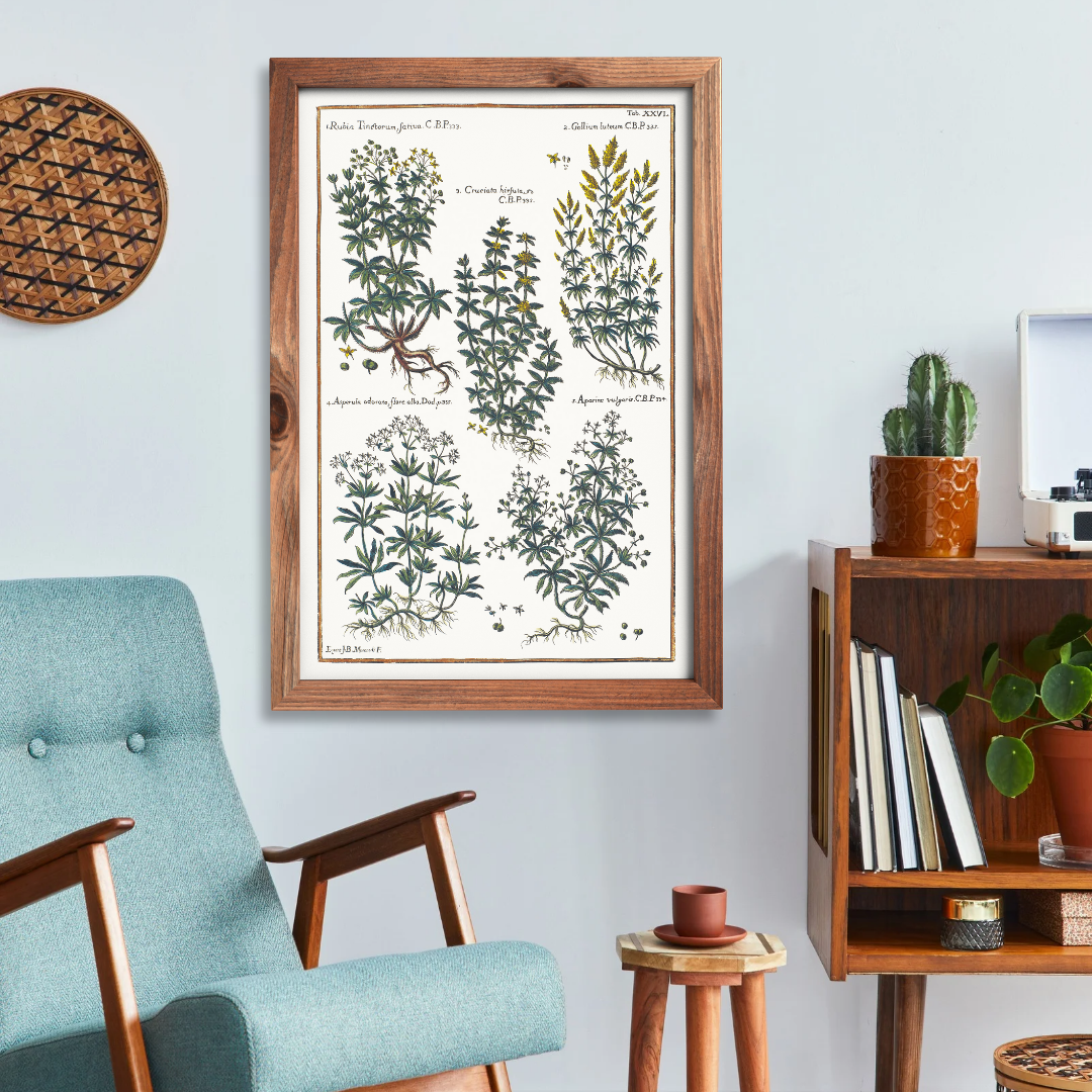 Bedstraw and woodruff poster