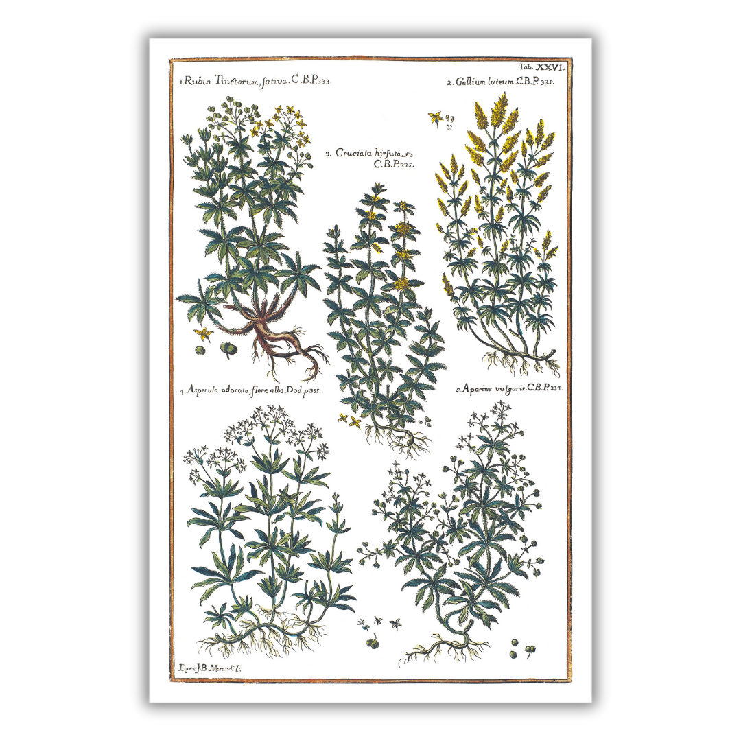 Bedstraw and woodruff poster