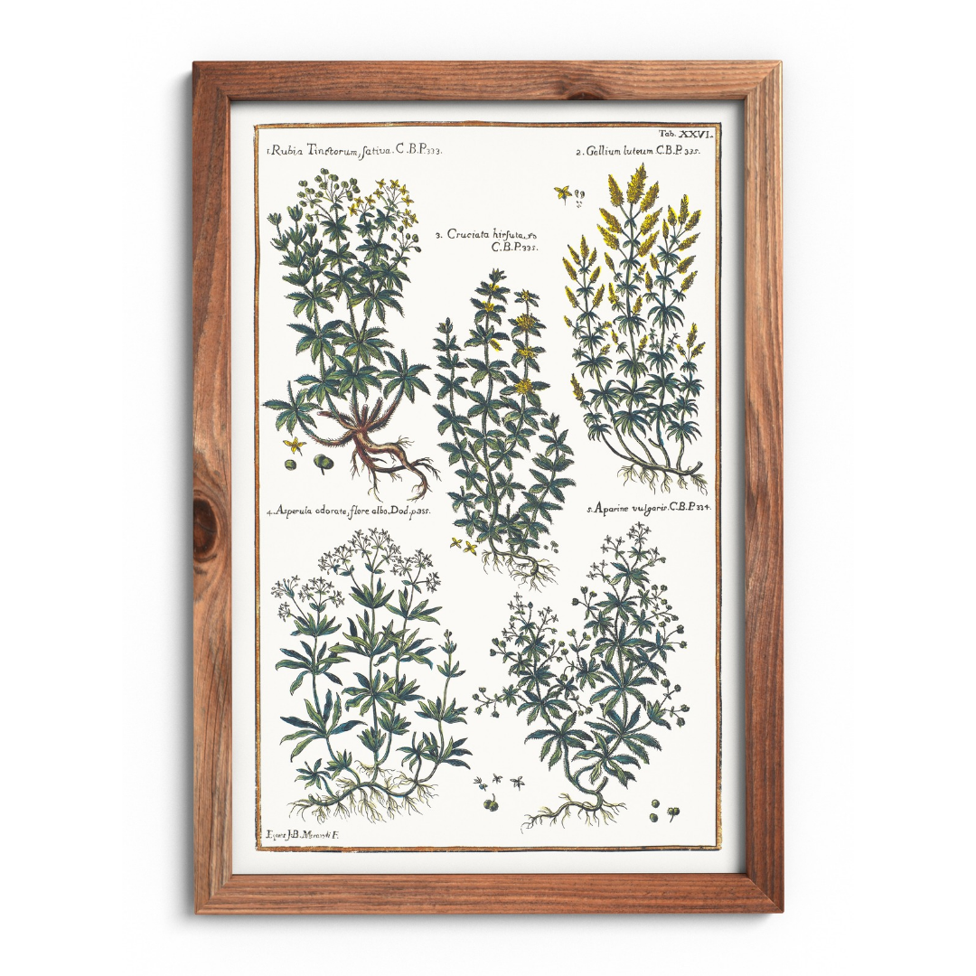 Bedstraw and woodruff poster