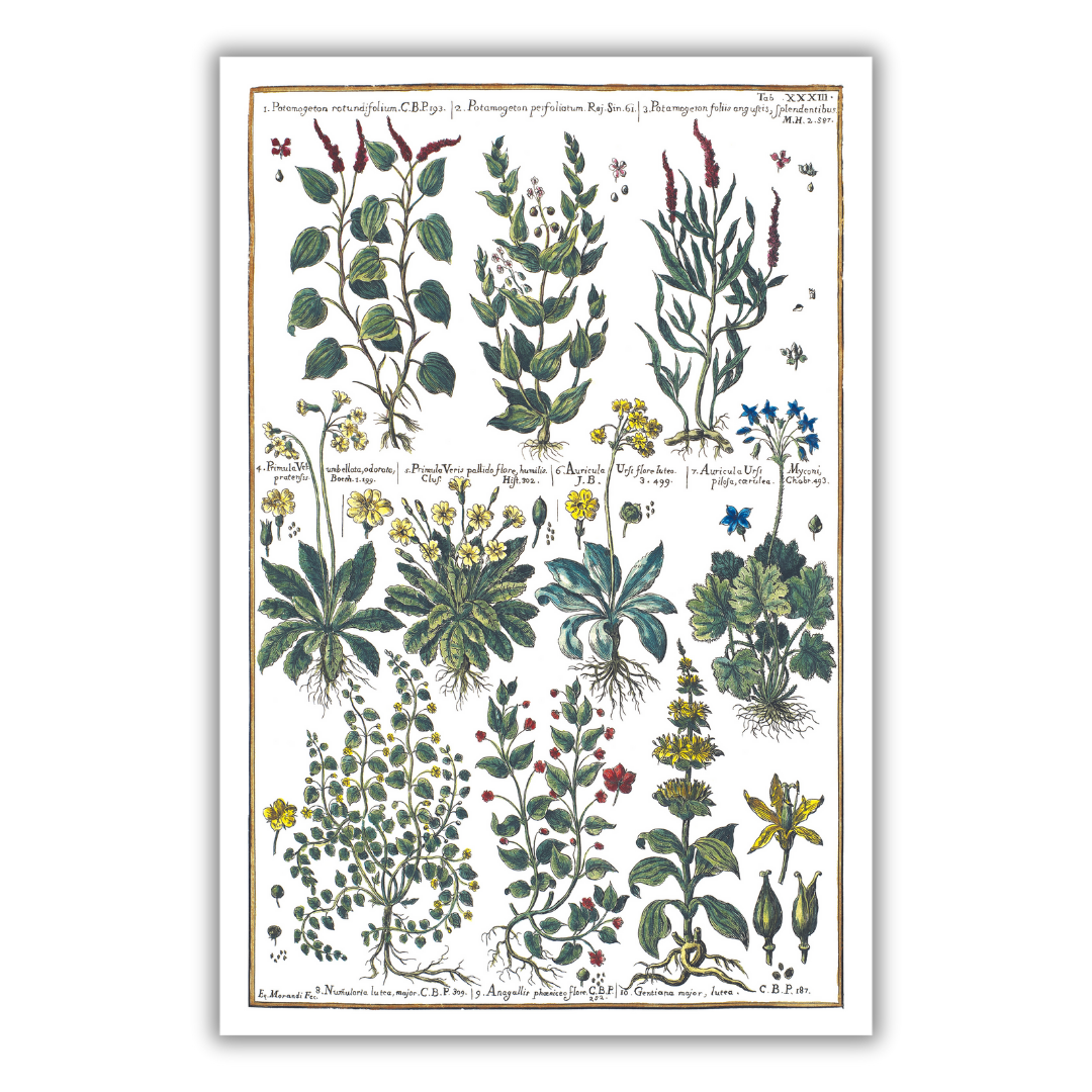 Pondweed and primrose poster