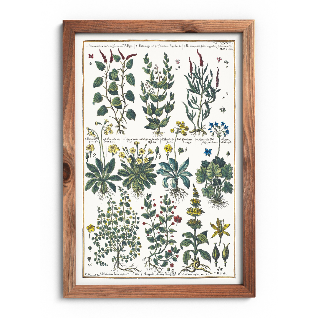 Pondweed and primrose poster