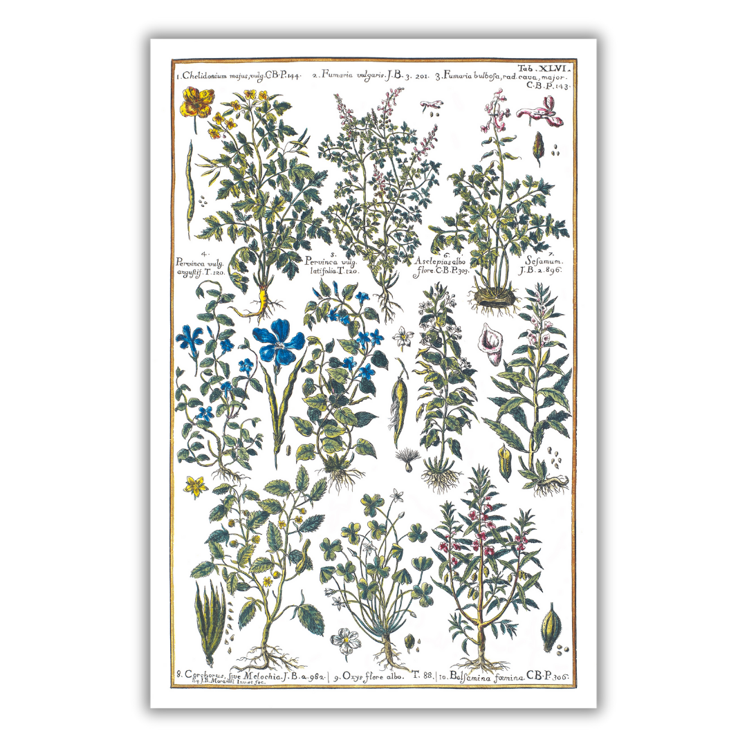 Oxalis and smokewort poster