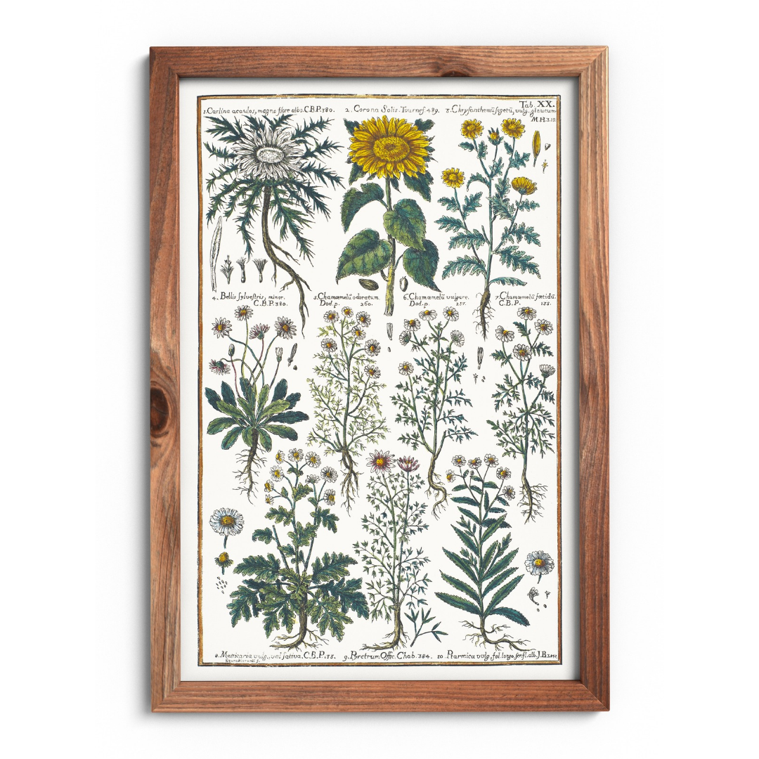 Sunflower and chamomile poster