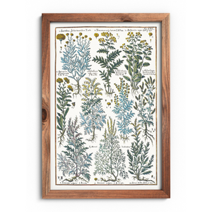 Tansy and wormwood poster