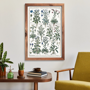 Echium and borage poster