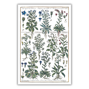 Echium and borage poster