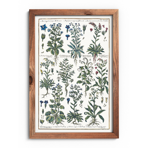 Echium and borage poster